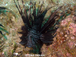 Black lionfish (latin: pterois antennata)

Pic taken in... by Mike Dickson 